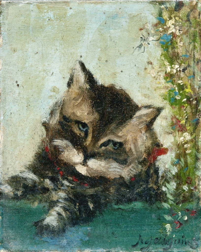 Testa di gatto